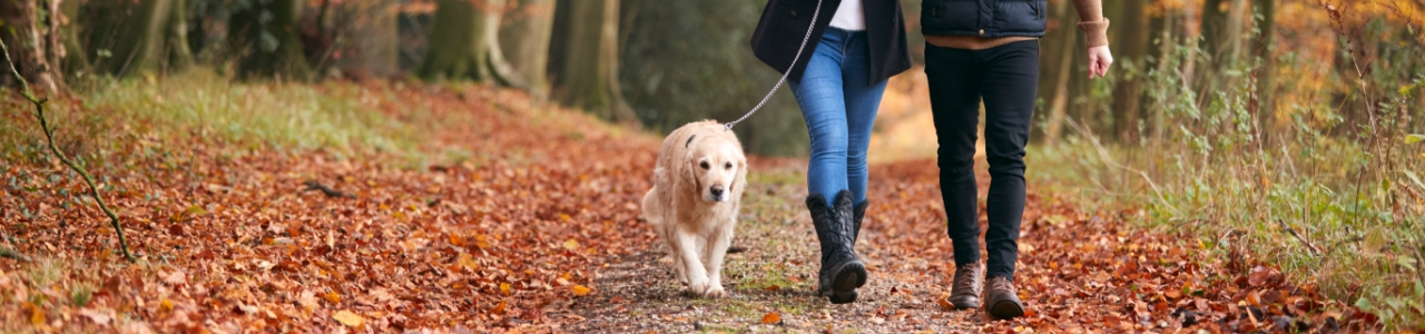 Aldergrove-Physiotherapy-and-Rehabilitation-Centre-Aldergrove-BC-dog-hiking-in-mountains